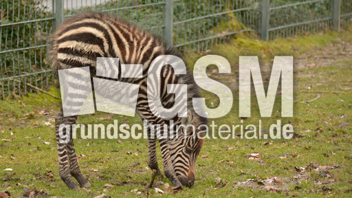 Böhm-Zebra_1.jpg